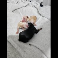 Mixed Breed - Dogs