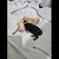 Mixed Breed - Dogs
