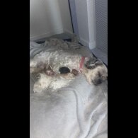 Mixed Breed - Dogs