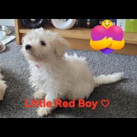 Maltese - Both
