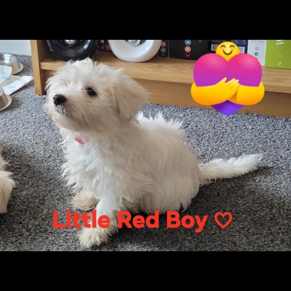 Maltese - Both