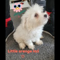 Maltese - Both