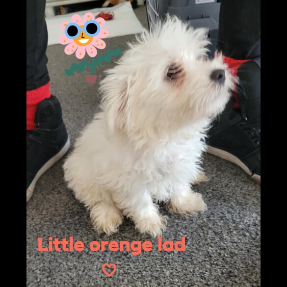 Maltese - Both