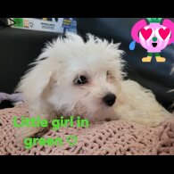 Maltese - Both
