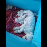 Maltese - Both