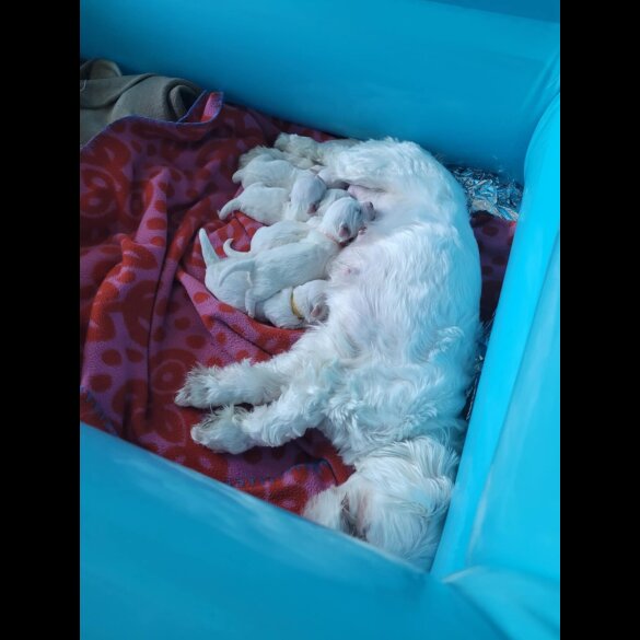Maltese - Both