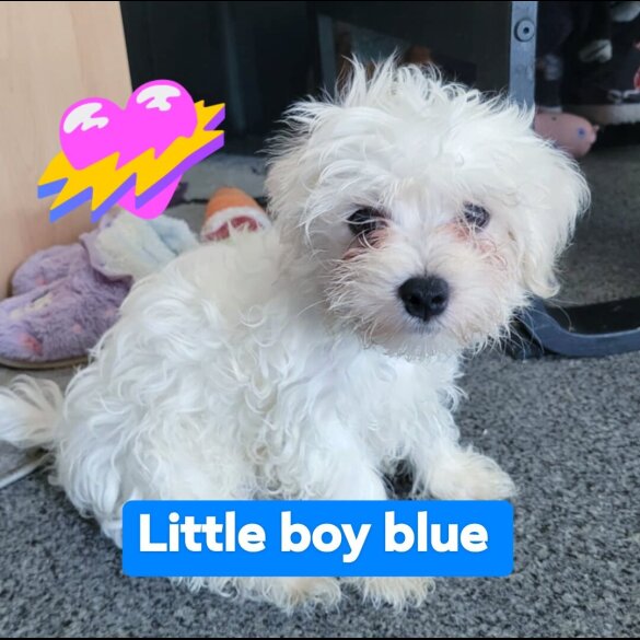 Maltese - Both