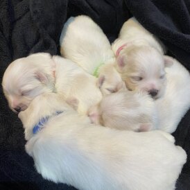 Maltese - Both