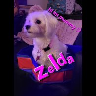 Maltese - Both