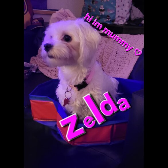 Maltese - Both