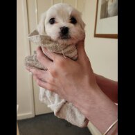 Maltese - Both