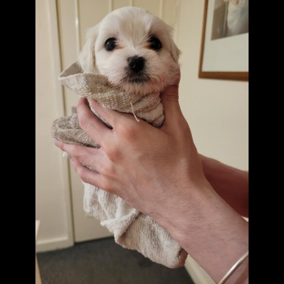 Maltese - Both