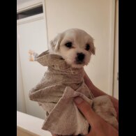 Maltese - Both