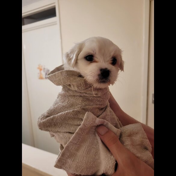 Maltese - Both