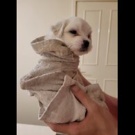 Maltese - Both