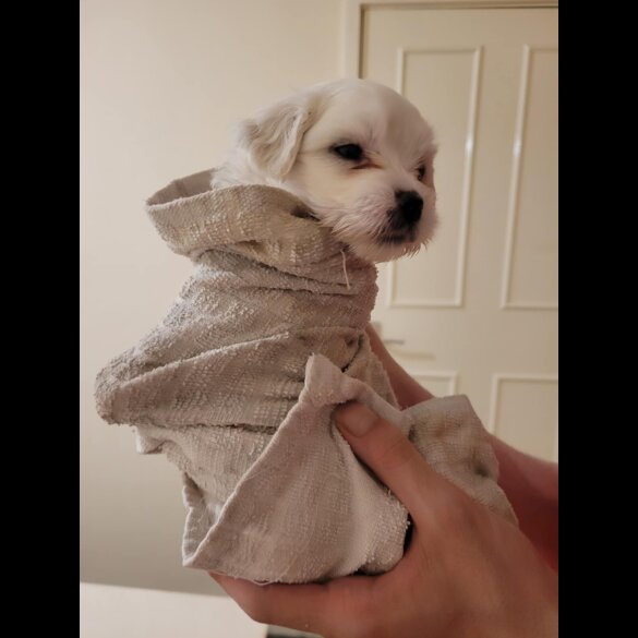 Maltese - Both