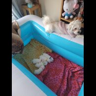 Maltese - Both