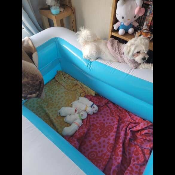 Maltese - Both