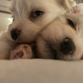 Maltese - Both
