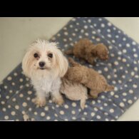 Maltipoo - Both