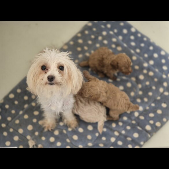 Maltipoo - Both
