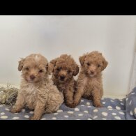 Maltipoo - Both