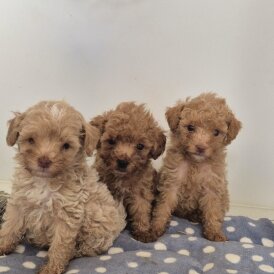 Maltipoo - Both