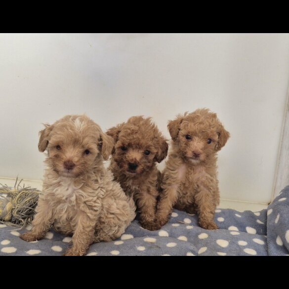 Maltipoo - Both