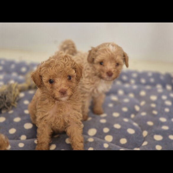 Maltipoo - Both