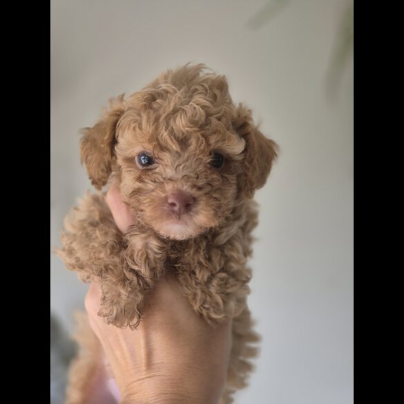 Maltipoo - Both