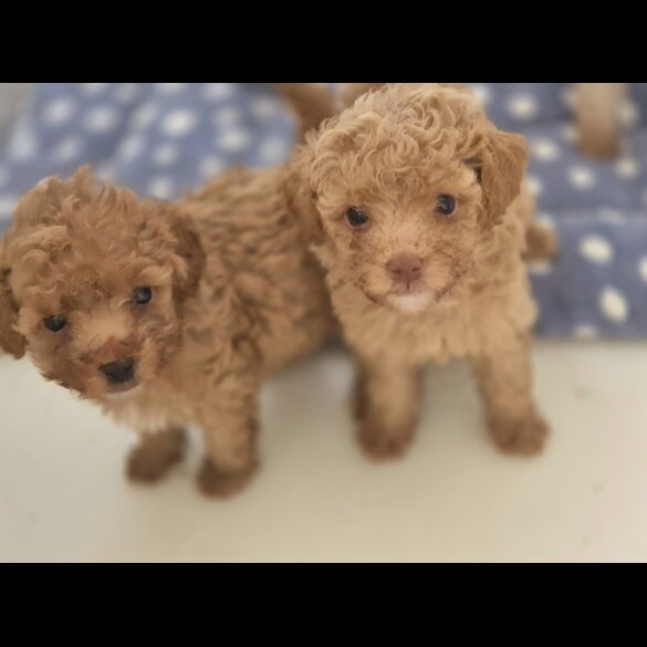 Maltipoo - Both