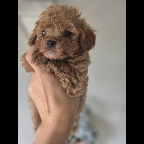 Maltipoo - Both