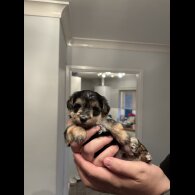 Maltipoo - Both