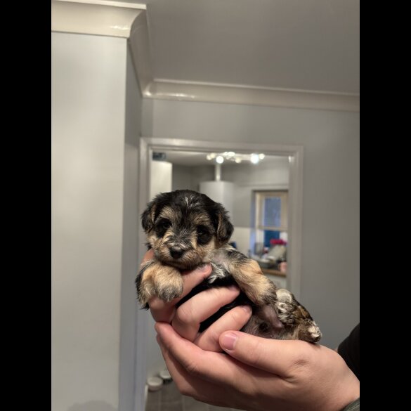 Maltipoo - Both