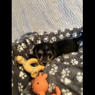Maltipoo - Both