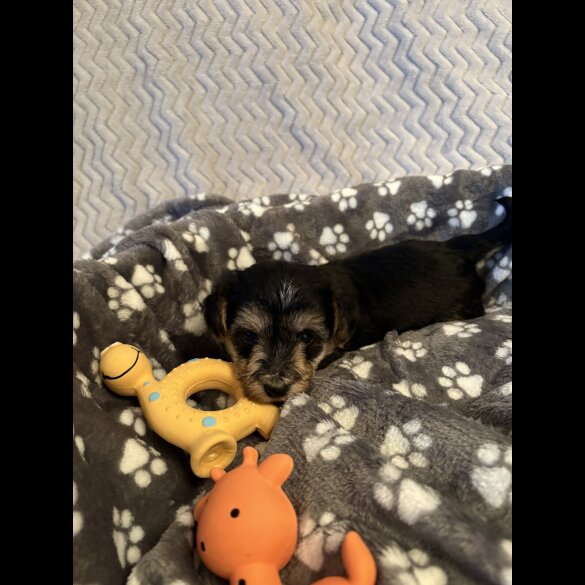 Maltipoo - Both