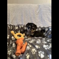 Maltipoo - Both