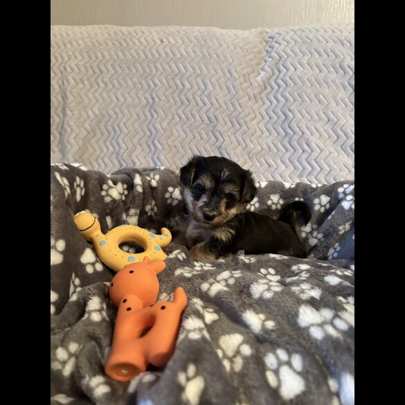 Maltipoo - Both