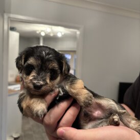 Maltipoo - Both