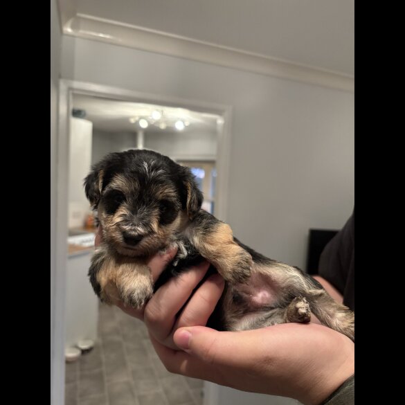 Maltipoo - Both