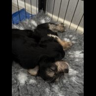 Maltipoo - Both