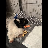 Maltipoo - Both