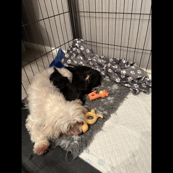 Maltipoo - Both