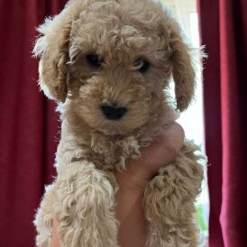 Maltipoo - Both
