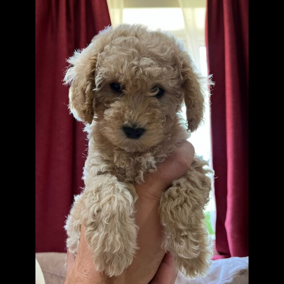 Maltipoo - Both