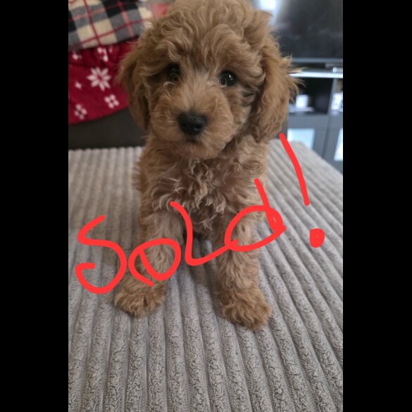 Maltipoo - Both