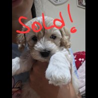 Maltipoo - Both