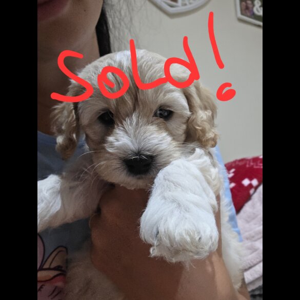 Maltipoo - Both