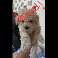 Maltipoo - Both