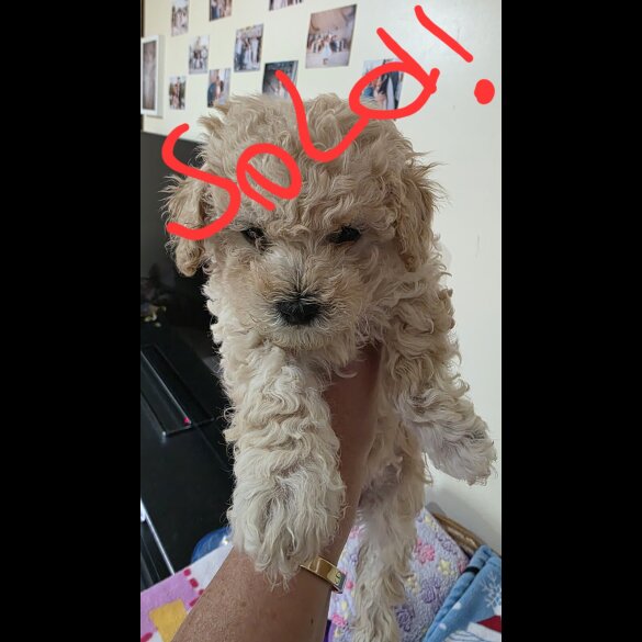 Maltipoo - Both